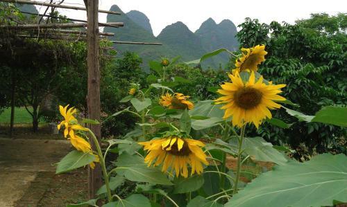 Yangshuo Ecofarm Lodge