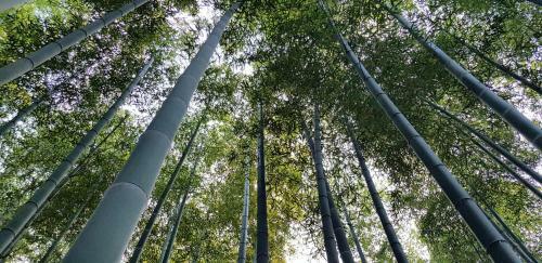 Bed & Breakfast Moganshan Bamboo View Guesthouse