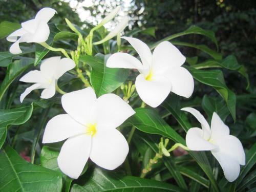 Lodge Stay Cool Bungalow