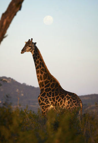 Posada Tomjachu Bush Lodges