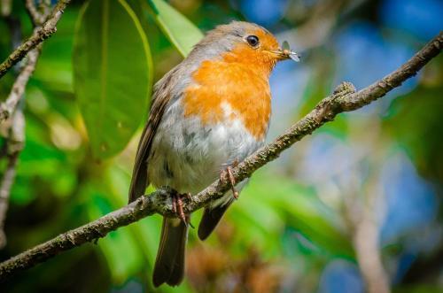 Ardencraig House Apartments