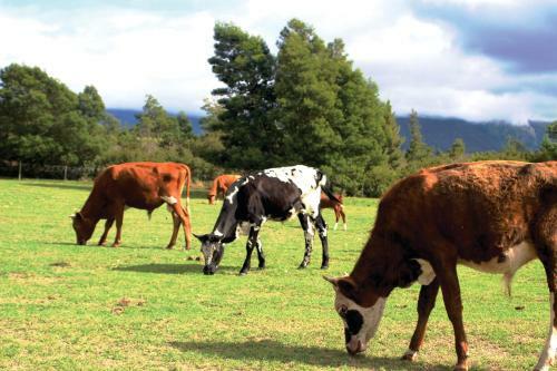 Bed & Breakfast Swelln2 Farm Lodge