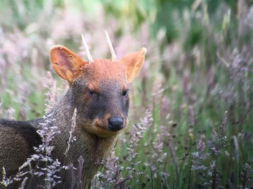 Lodge Caba�as Parque Tepuhueico