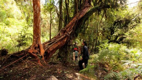 Lodge Caba�as Parque Tepuhueico