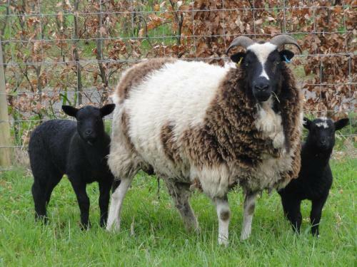 Edenmouth Holiday Cottages