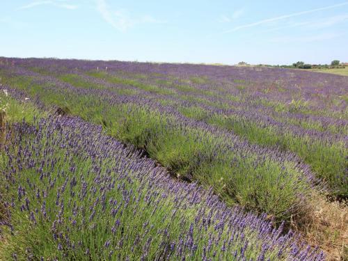 Holiday Home Sughera