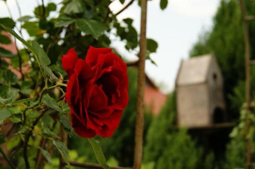 Apartamenty Nadedworce