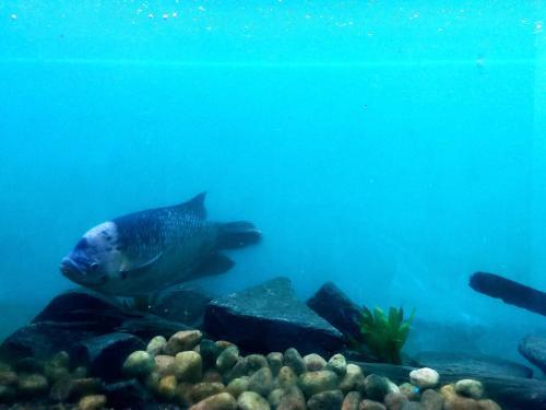 Lavendra Villa Mirissa