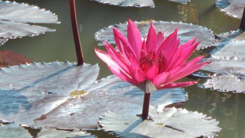 Hotel Green Hill Cottage