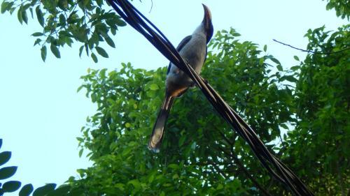 Hotel Green Hill Cottage