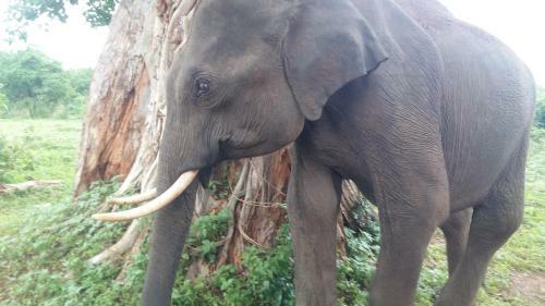 Hostal Elephants Fence Guest & Safari Services
