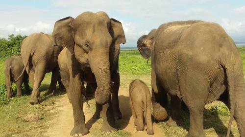 Hostal Elephants Fence Guest & Safari Services