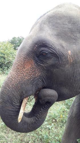 Hostal Elephants Fence Guest & Safari Services