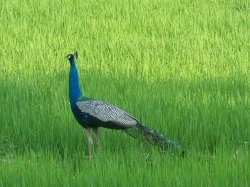 The Green View Yala