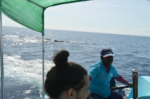 Hotel Dutch Bay Beach Cottages