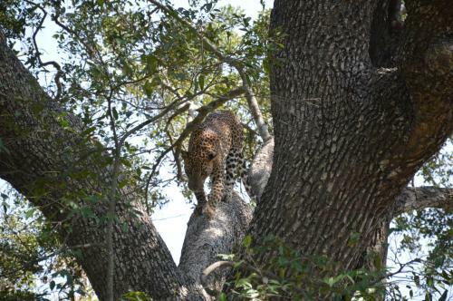 Hostal Yala Leopard Paradise Safari