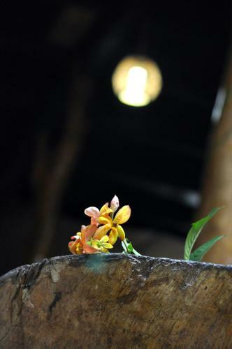 Jungle House