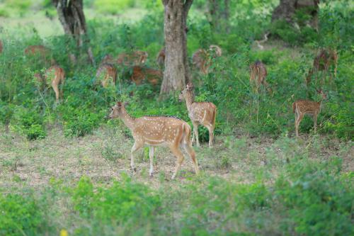 Shangri-lanka Village