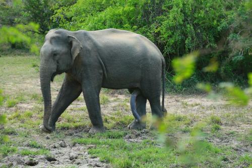 Shangri-lanka Village
