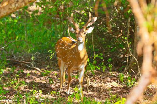 Shangri-lanka Village