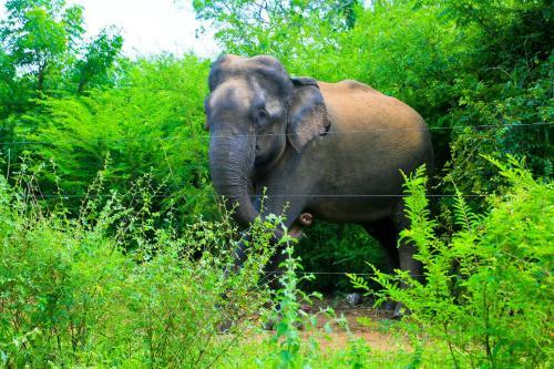 Shangri-lanka Village