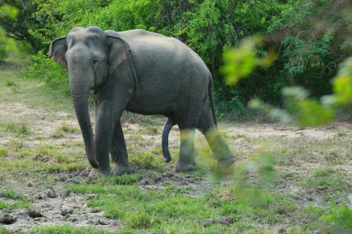 Shangri-lanka Village