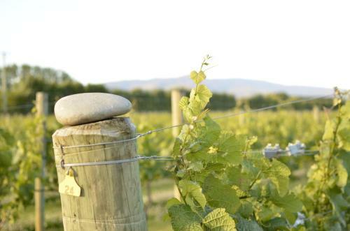 Hostal Weaver Estate Vineyard Cottages