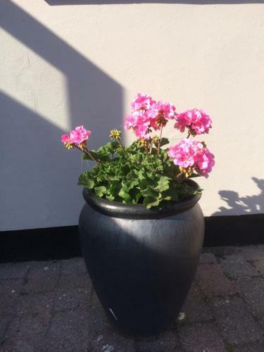 Albergue Blokhus-hune Vandrerhjem
