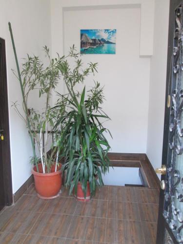 Joe Hostel