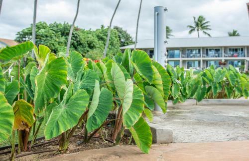 Hotel Napili Surf Beach Resort