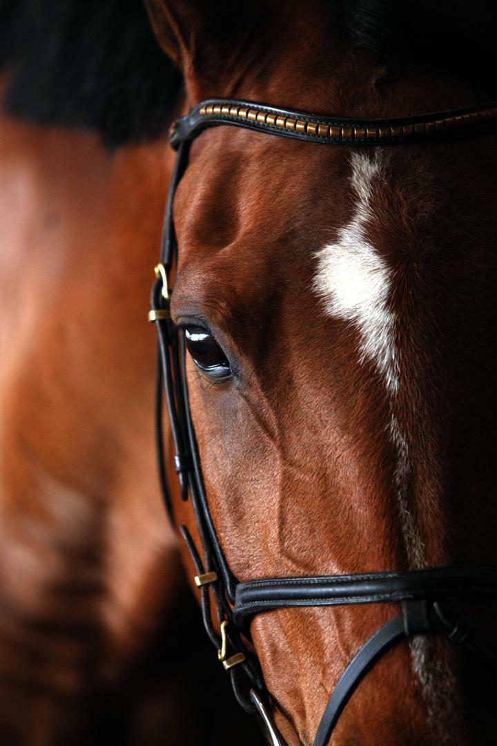 Hotel Best Western Plus Denton Inn & Suites