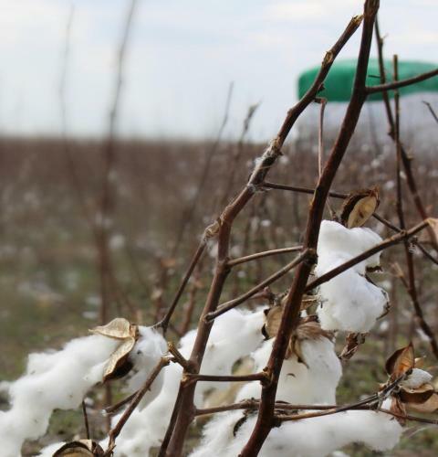 Hotel Southern Inn & Suites Lamesa