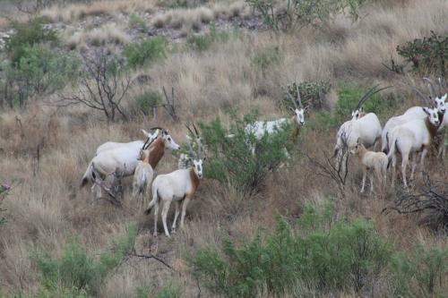 Hotel Cibolo Creek Ranch
