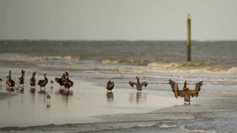 Hotel Holiday Inn Resort Jekyll Island