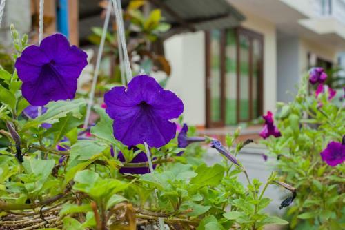 Petunia Garden Homestay And Hostel