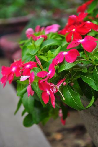 Petunia Garden Homestay And Hostel