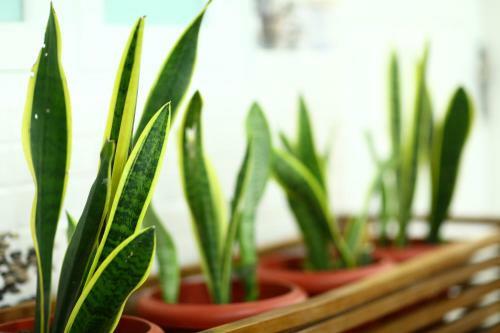 Mistygreen Homestay Thekkady