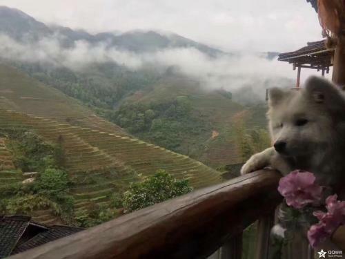 Hostal Longji Terrace Wood House