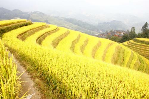 Hostal Longji Terrace Wood House