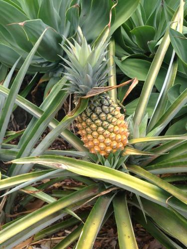 Hostal Sunshine Coast Tropical Getaway