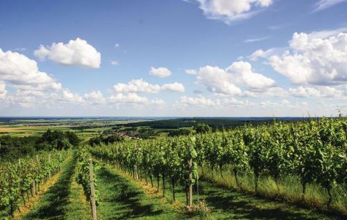 Kellerst�ckl Weinblick