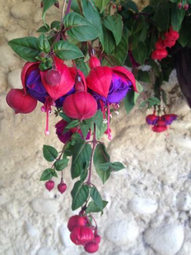 Bed & Breakfast Domaine De Bertrandy