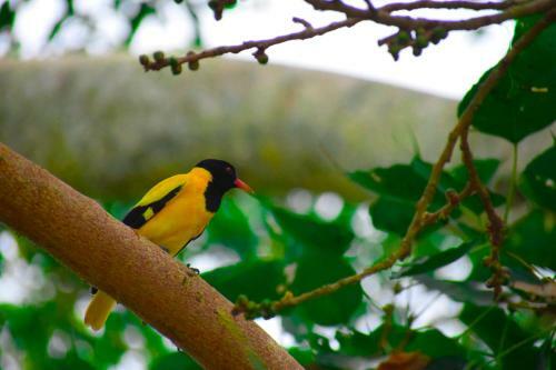 Bed & Breakfast Hotel Birds View
