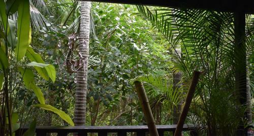 Bed & Breakfast Oskar's Rain Forest Retreat