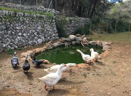 Hostal Finca Ses Fontanelles