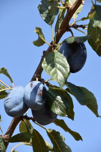Agroturismo Giardino Di Maremma