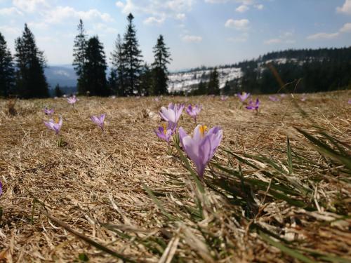 Hostal Pokoje Go?cinne U Ani