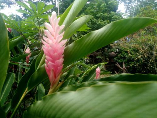 Posada El Faro 13 De Puerto Viejo