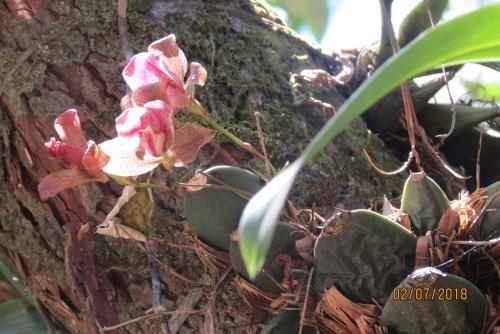 Bed & Breakfast Alto Boquete Hostal