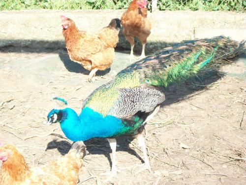 Agroturismo Agriturismo Primerio